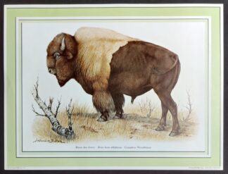 Helmut Diller vintage prent bizon
