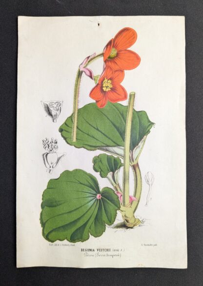 Begonia veitchii (19E) - Louis-Constantin Stroobant