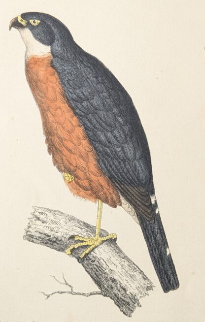 Accipiter hartlaubii (1874) - Théodore Deyrolle