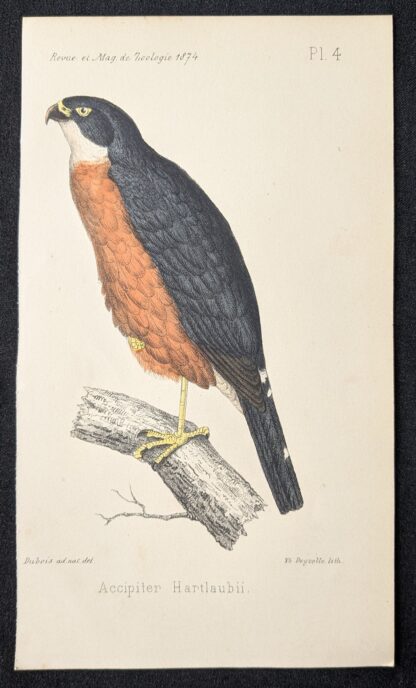 Accipiter hartlaubii (1874) - Théodore Deyrolle - Afbeelding 2